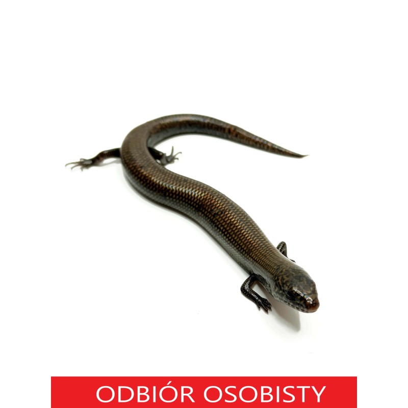 Scynk Brachyseps macrocercus | Zwierzęta | Vantis Terra
