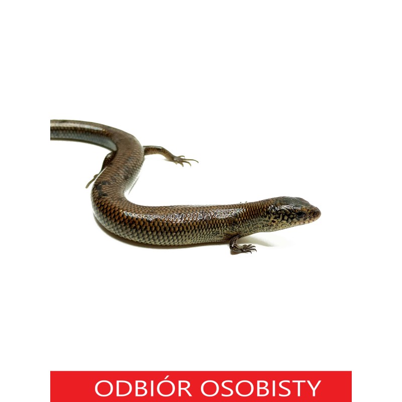 Scynk Brachyseps macrocercus | Zwierzęta | Vantis Terra