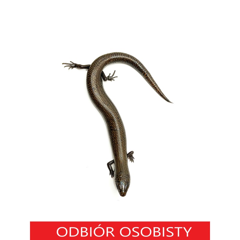 Scynk Brachyseps macrocercus | Zwierzęta | Vantis Terra