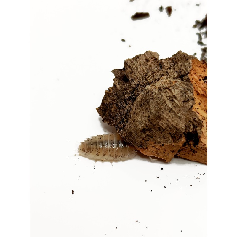 10x Porcellio laevis "Milkback" | Równonogi | Vantis Terra