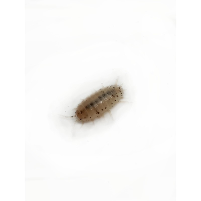 10x Porcellio laevis "White" | R&oacute;wnonogi | Vantis Terra