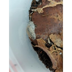10x Porcellio laevis "White" | Równonogi | Vantis Terra