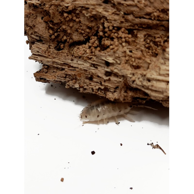 10x Porcellio laevis "White" | Równonogi | Vantis Terra