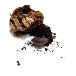 10x Porcellio laevis "Black"