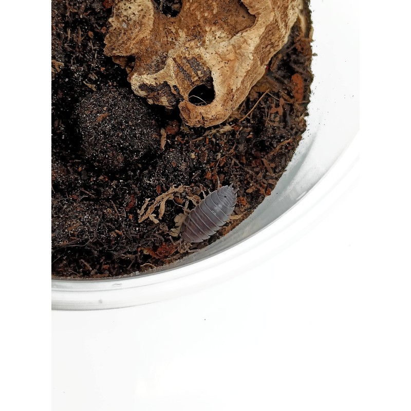 10x Porcellio laevis "Black" | Równonogi | Vantis Terra 10x Porcellio laevis "Black" | Równonogi | Vantis Terra