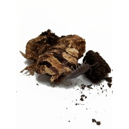 10x Porcellio laevis "Black" | Równonogi | Vantis Terra