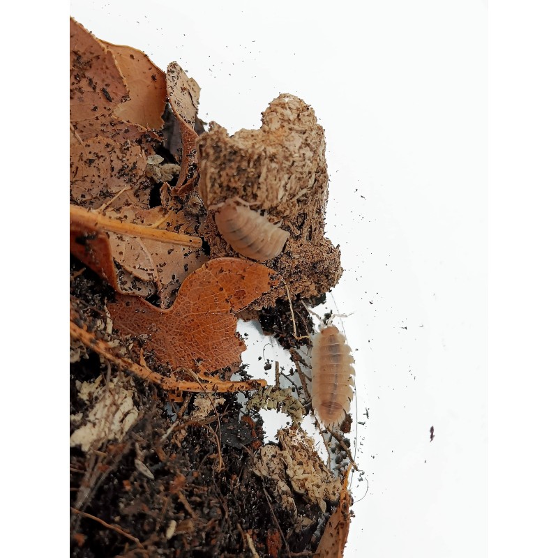 10x Porcellio scaber "Ghost" | R&oacute;wnonogi | Vantis Terra