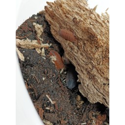 10x Porcellio scaber "Lava"
