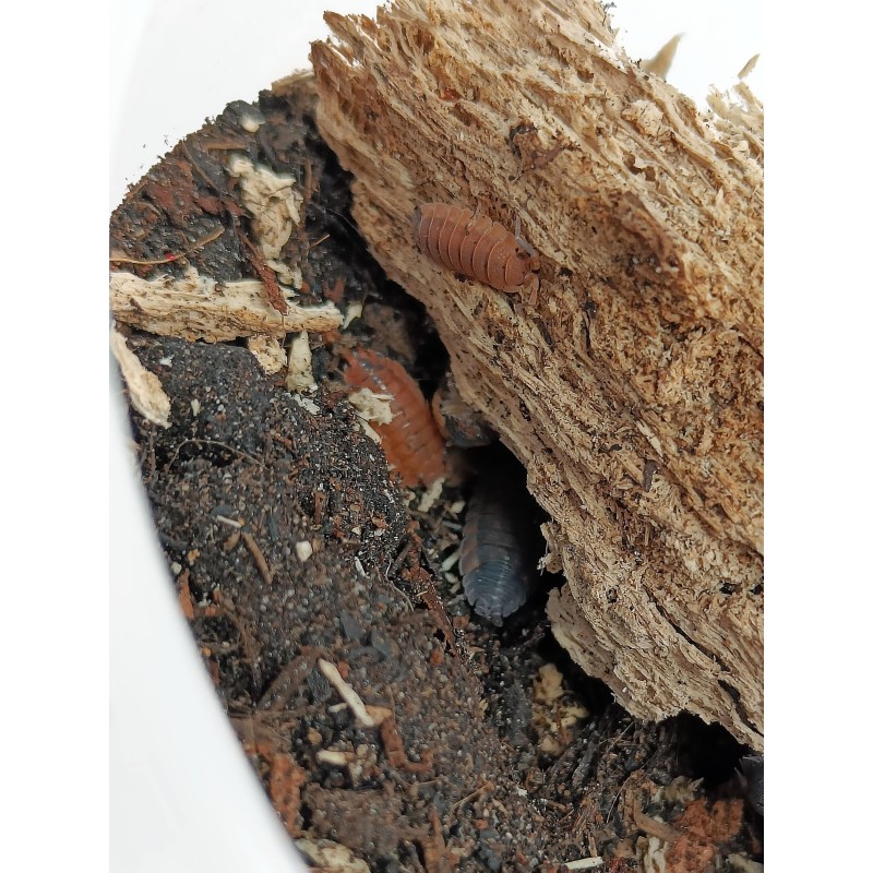10x Porcellio scaber "Lava" | Równonogi | Vantis Terra