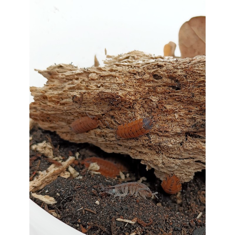 10x Porcellio scaber "Lava" | Równonogi | Vantis Terra 10x Porcellio scaber "Lava" | Równonogi | Vantis Terra