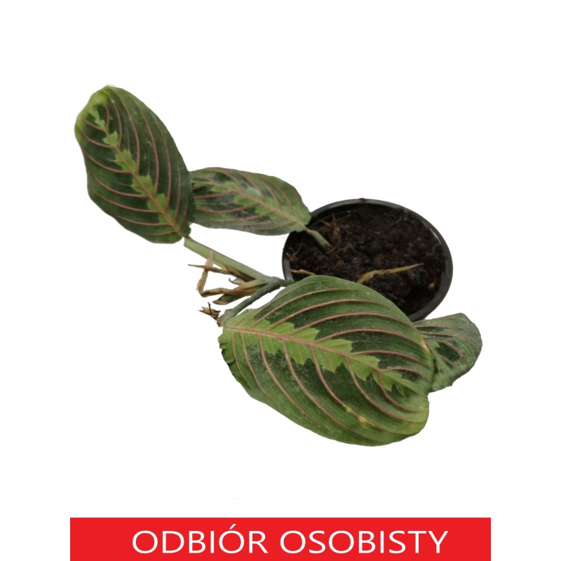 Maranta leuconeura „Fascinator Tricolor” | Żywe | Vantis Terra