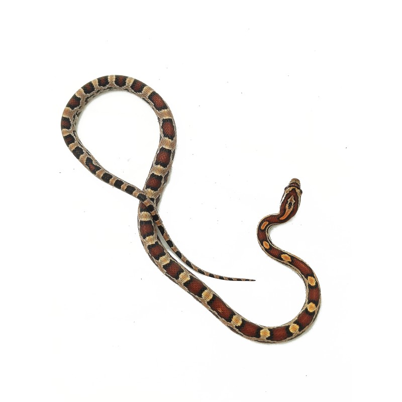 Wąż zbożowy (Pantherophis guttatus) - Abbott Okeetee | Węże | Vantis Terra Wąż zbożowy (Pantherophis guttatus) - Abbott Okeetee | Węże | Vantis Terra