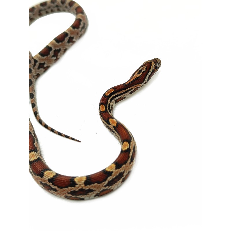 Wąż zbożowy (Pantherophis guttatus) - Abbott Okeetee | Węże | Vantis Terra Wąż zbożowy (Pantherophis guttatus) - Abbott Okeetee | Węże | Vantis Terra