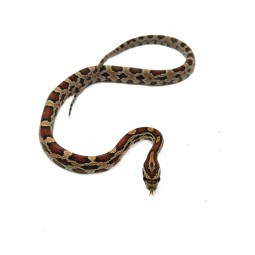 Wąż zbożowy (Pantherophis guttatus) - Abbott Okeetee
