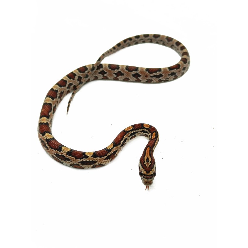Wąż zbożowy (Pantherophis guttatus) - Abbott Okeetee | Węże | Vantis Terra Wąż zbożowy (Pantherophis guttatus) - Abbott Okeetee | Węże | Vantis Terra