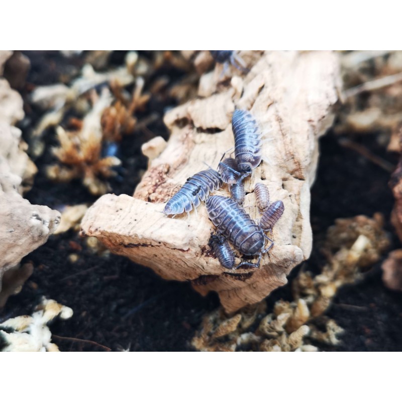 10x Cylisticus convexus | Równonogi | Vantis Terra