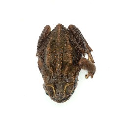 Ropucha Aga (Rhinella marina) "Surinam" | Bezogonowe | Vantis Terra