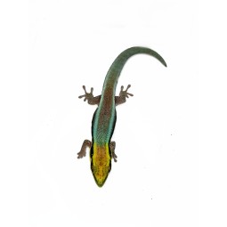 Rezerwacja Felsuma klemera (Phelsuma klemmeri) samiec | Jaszczurki | Vantis Terra