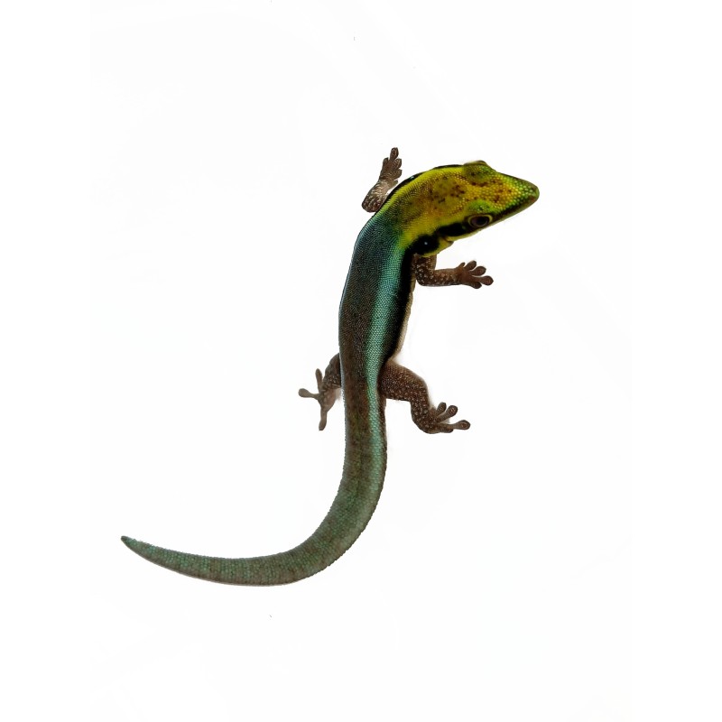Felsuma klemera (Phelsuma klemmeri) | Jaszczurki | Vantis Terra