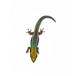 Felsuma klemera (Phelsuma klemmeri) - Samiec | Jaszczurki | Vantis Terra
