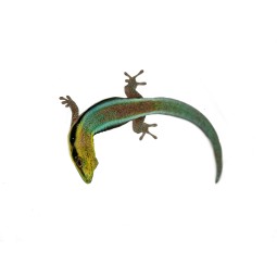 Felsuma klemera (Phelsuma klemmeri) | Jaszczurki | Vantis Terra