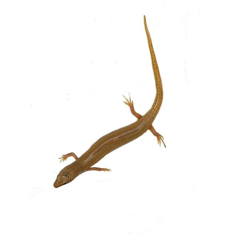 Ostajnica nakrapiana (Chalcides ocellatus) | Jaszczurki | Vantis Terra