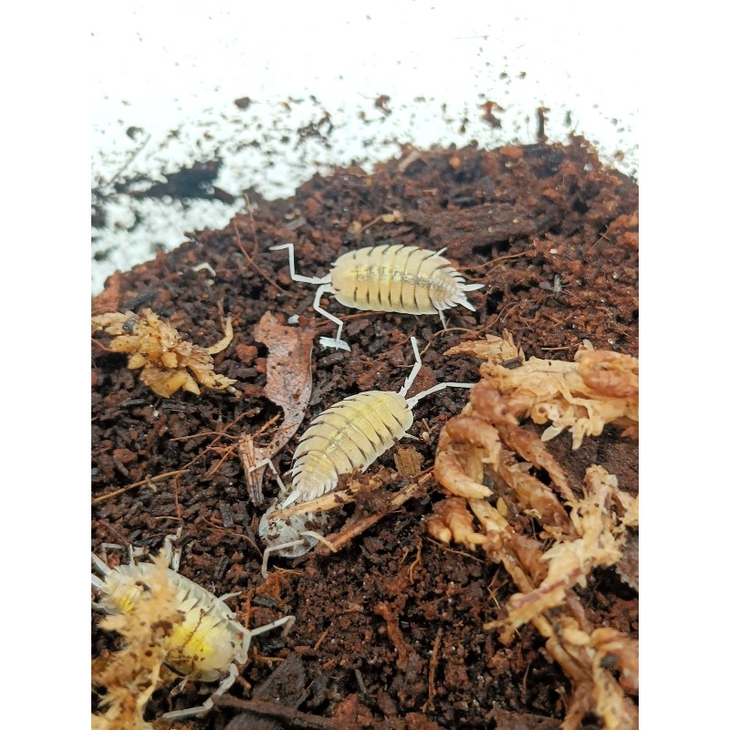 10x Porcellio bolivari | Równonogi | Vantis Terra 10x Porcellio bolivari | Równonogi | Vantis Terra