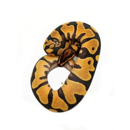 Pyton królewski (Python regius) - Hi (1x) Orange Dream YB - Samiec | Węże | Vantis Terra