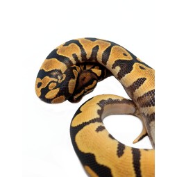 Pyton królewski (Python regius) - Hi (1x) Orange Dream YB - Samiec | Węże | Vantis Terra