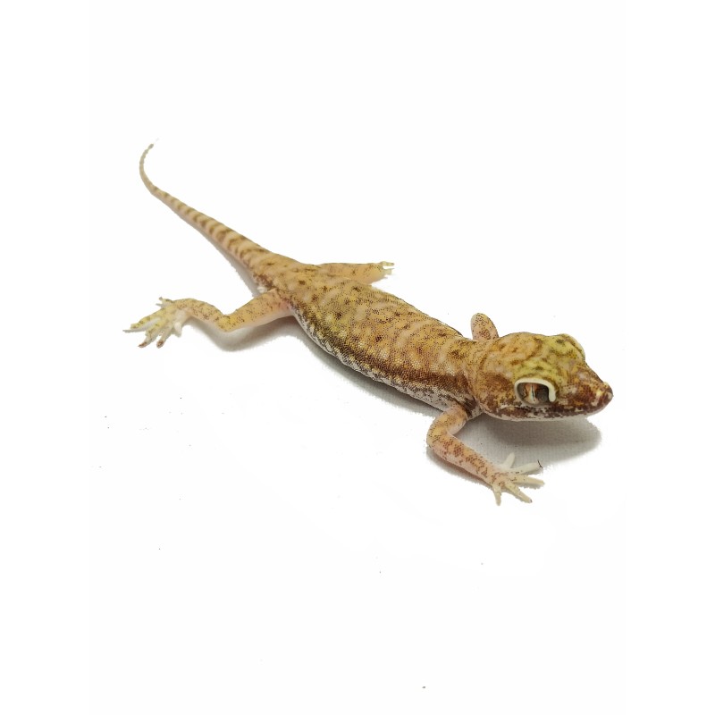 Gekon perełkowy (Stenodactylus petrii) - para | Jaszczurki | Vantis Terra Gekon perełkowy (Stenodactylus petrii) - para | Jaszczurki | Vantis Terra