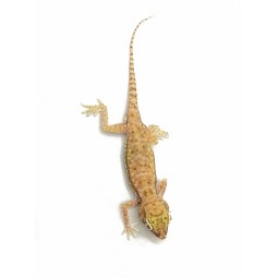 Gekon perełkowy (Stenodactylus petrii) - para | Jaszczurki | Vantis Terra Gekon perełkowy (Stenodactylus petrii) - para | Jaszczurki | Vantis Terra