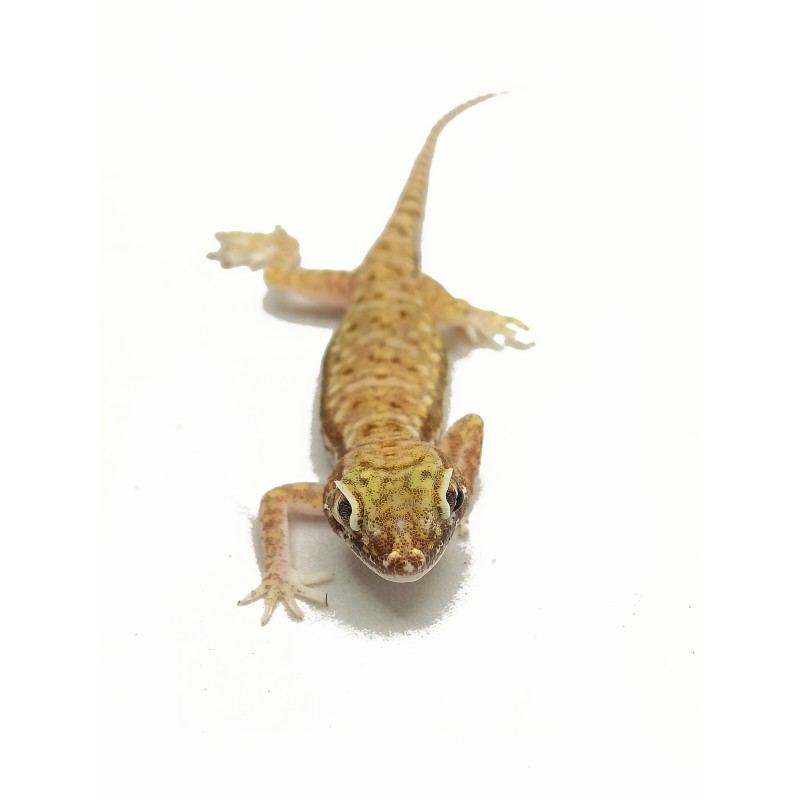 Gekon perełkowy (Stenodactylus petrii) - para | Jaszczurki | Vantis Terra Gekon perełkowy (Stenodactylus petrii) - para | Jaszczurki | Vantis Terra