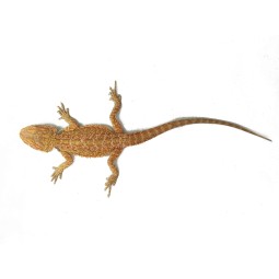 Agama brodata (Pogona vitticeps) | Jaszczurki | Vantis Terra