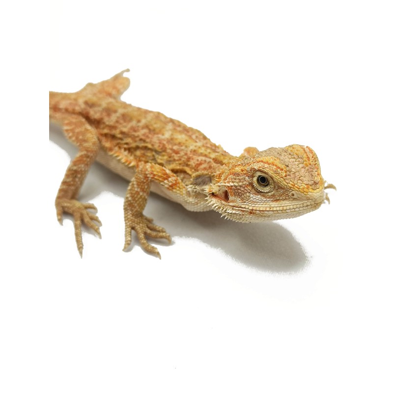 Agama brodata (Pogona vitticeps) | Jaszczurki | Vantis Terra