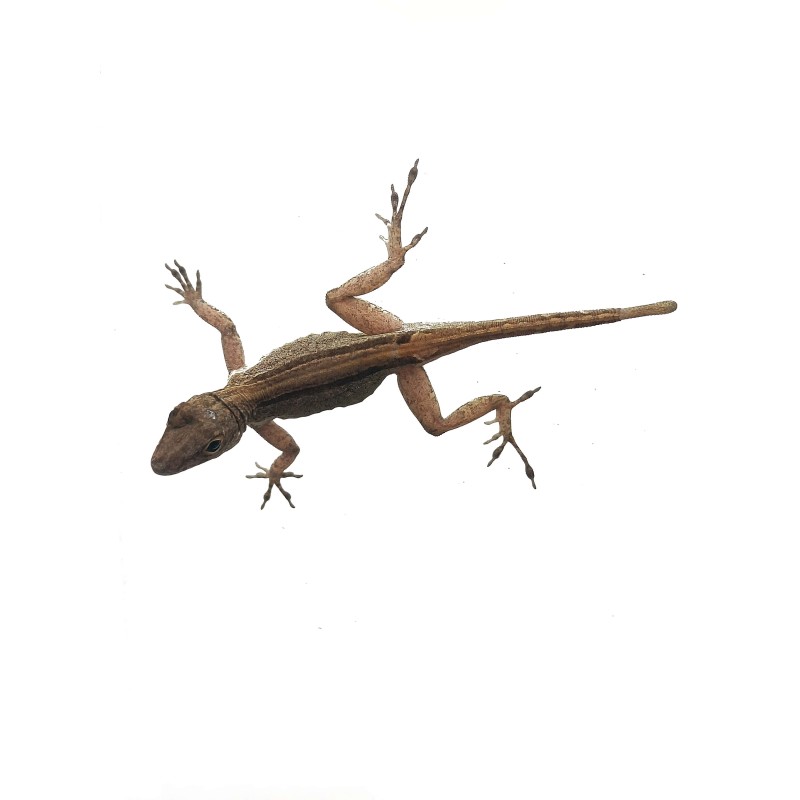 Anolis cristatellus | Jaszczurki | Vantis Terra