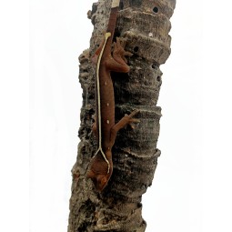 Gekon paskowany (Gekko vittatus) CB | Jaszczurki | Vantis Terra