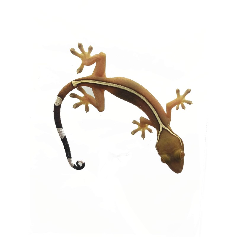 Gekon paskowany (Gekko vittatus) CB | Jaszczurki | Vantis Terra Gekon paskowany (Gekko vittatus) CB | Jaszczurki | Vantis Terra