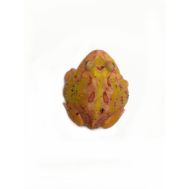 Żaba rogata (Ceratophrys cranwelli) - Apricot | Bezogonowe | Vantis Terra Żaba rogata (Ceratophrys cranwelli) - Apricot | Bezogonowe | Vantis Terra