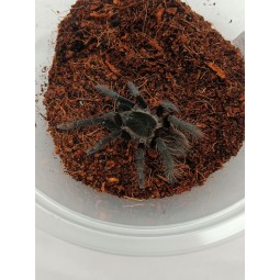 Hysterocrates gigas - 2DC -...