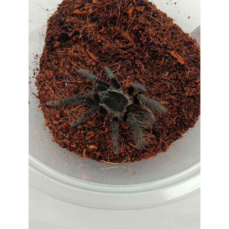 Hysterocrates gigas - 1DC | Ptaszniki | Vantis Terra Hysterocrates gigas - 1DC | Ptaszniki | Vantis Terra