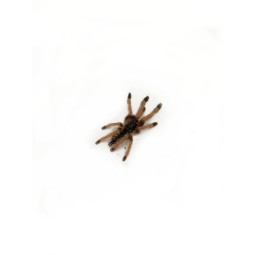 Amazonius burgessi L (ex....