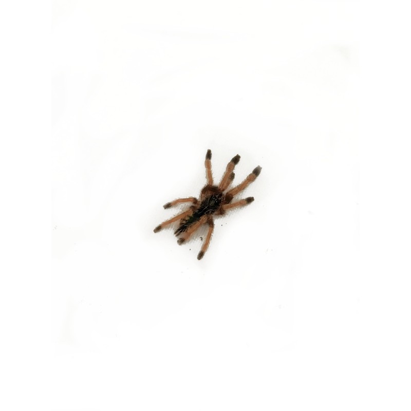 Amazonius burgessi L (ex. Pseudoclamoris) | Ptaszniki | Vantis Terra Amazonius burgessi L (ex. Pseudoclamoris) | Ptaszniki | Vantis Terra