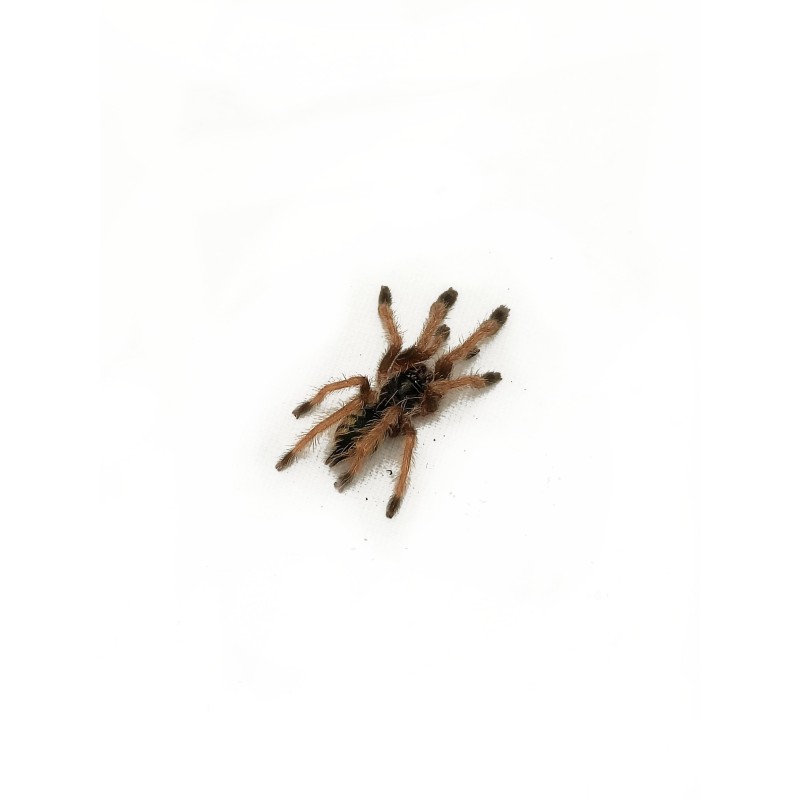 Amazonius burgessi L3 (ex. Pseudoclamoris) | Ptaszniki | Vantis Terra