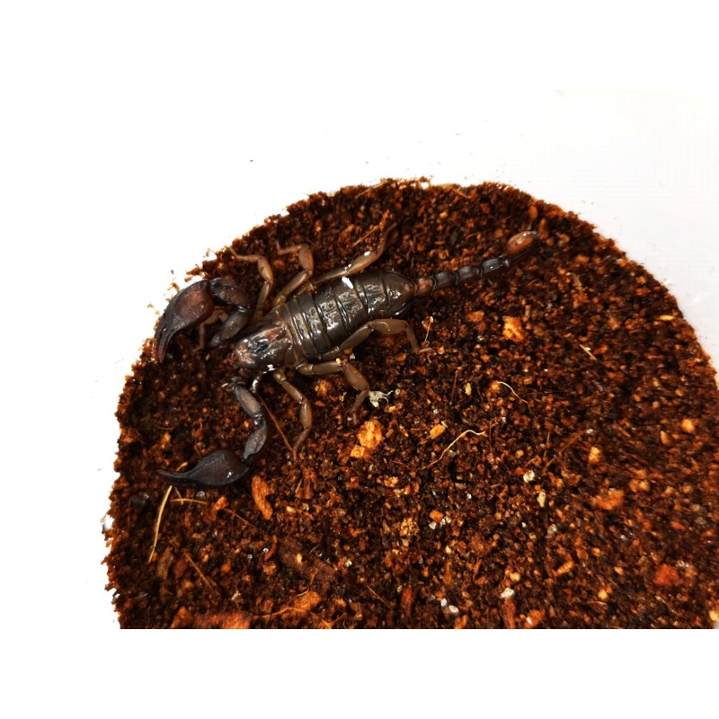 Skorpion Euscorpius italicus L2 | Skorpiony | Vantis Terra