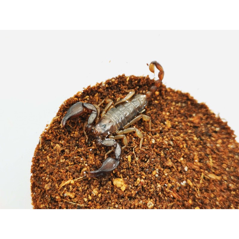 Skorpion włoski (Euscorpius italicus) - dorosły | Skorpiony | Vantis Terra Skorpion włoski (Euscorpius italicus) - dorosły | Skorpiony | Vantis Terra