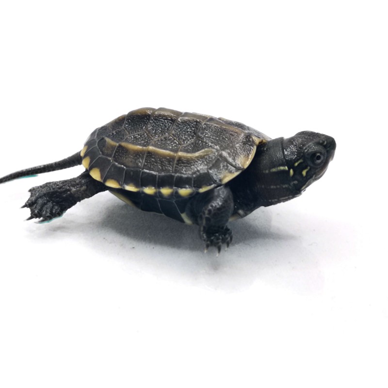 Żółw chiński (Mauremys reevesii) - dorosły | Żółwie | Vantis Terra Żółw chiński (Mauremys reevesii) - dorosły | Żółwie | Vantis Terra