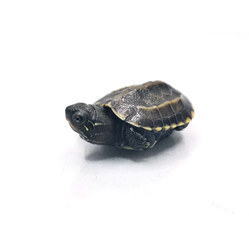 Żółw chiński (Mauremys reevesii) | Żółwie | Vantis Terra Żółw chiński (Mauremys reevesii) | Żółwie | Vantis Terra
