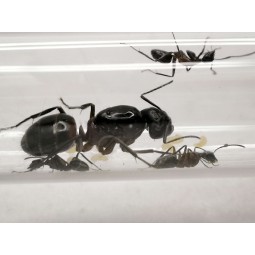 Camponotus ligniperda