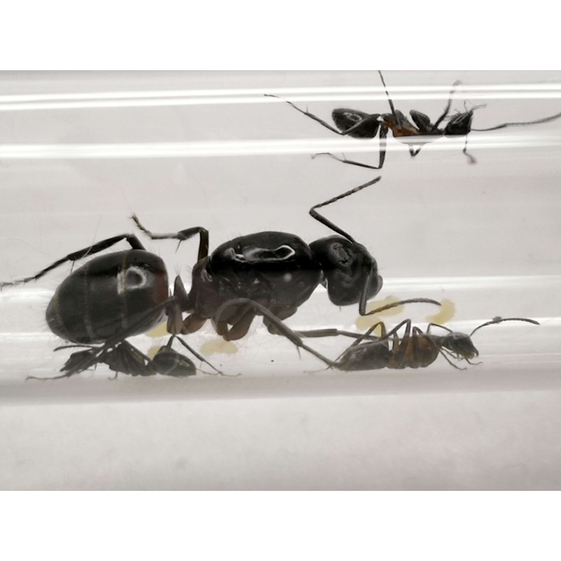 Camponotus ligniperda | Zwierzęta | Vantis Terra