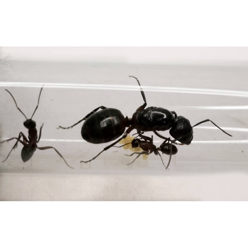 Camponotus ligniperda | Zwierzęta | Vantis Terra